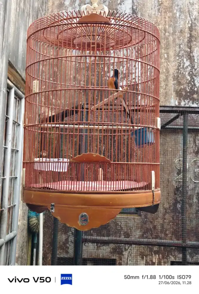 MURAI SUARA GACOR