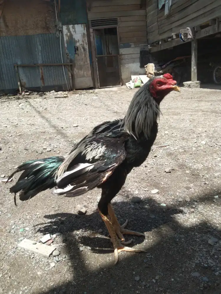 Jual Ayam pamangon