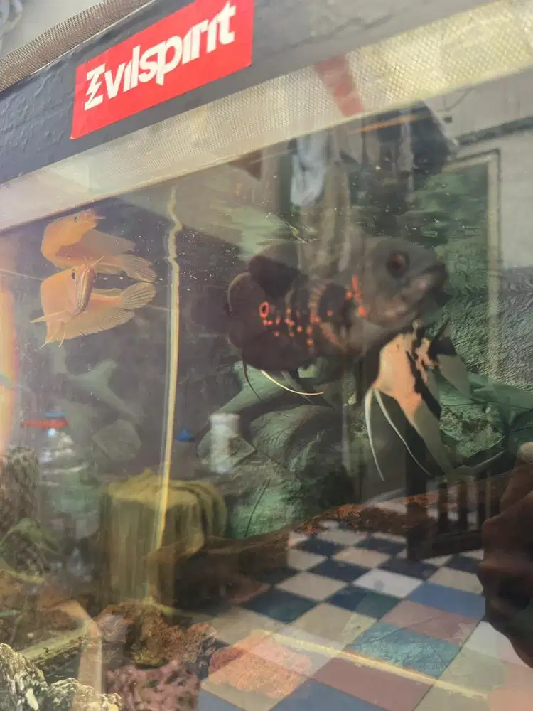 Ikan Predator Arwana Oscar