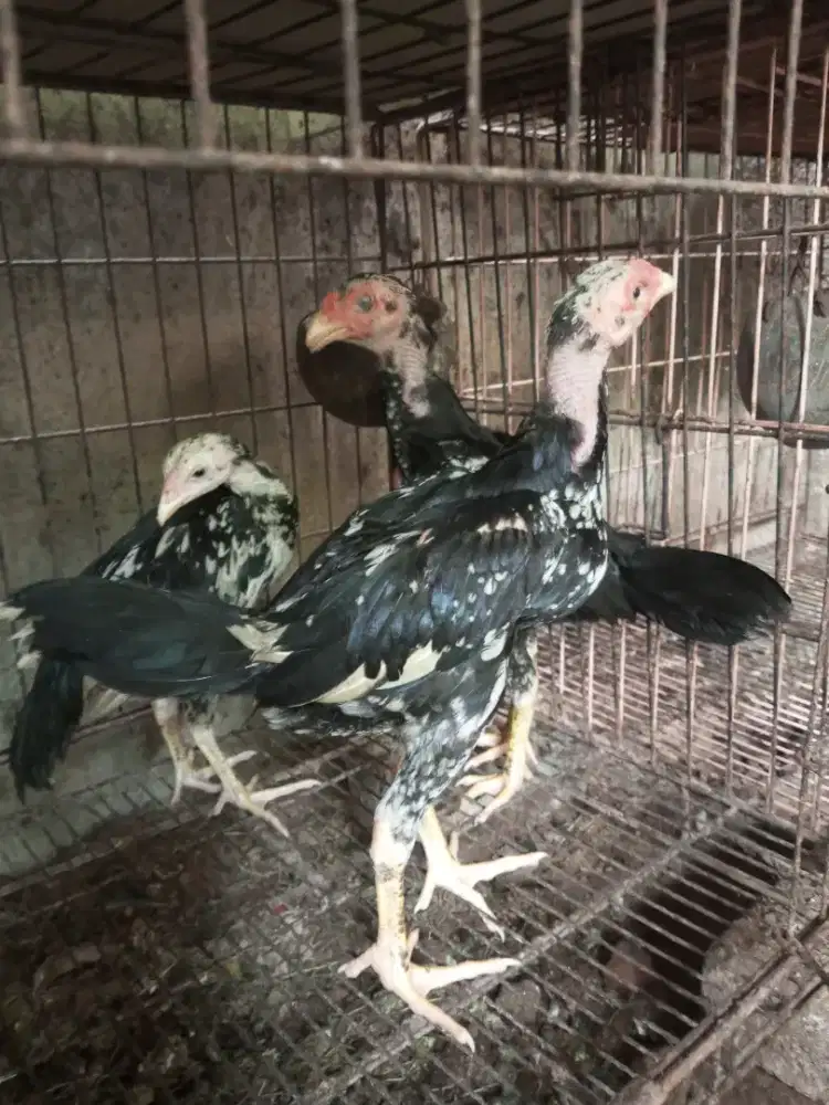 anakan ayam bangkok jantan