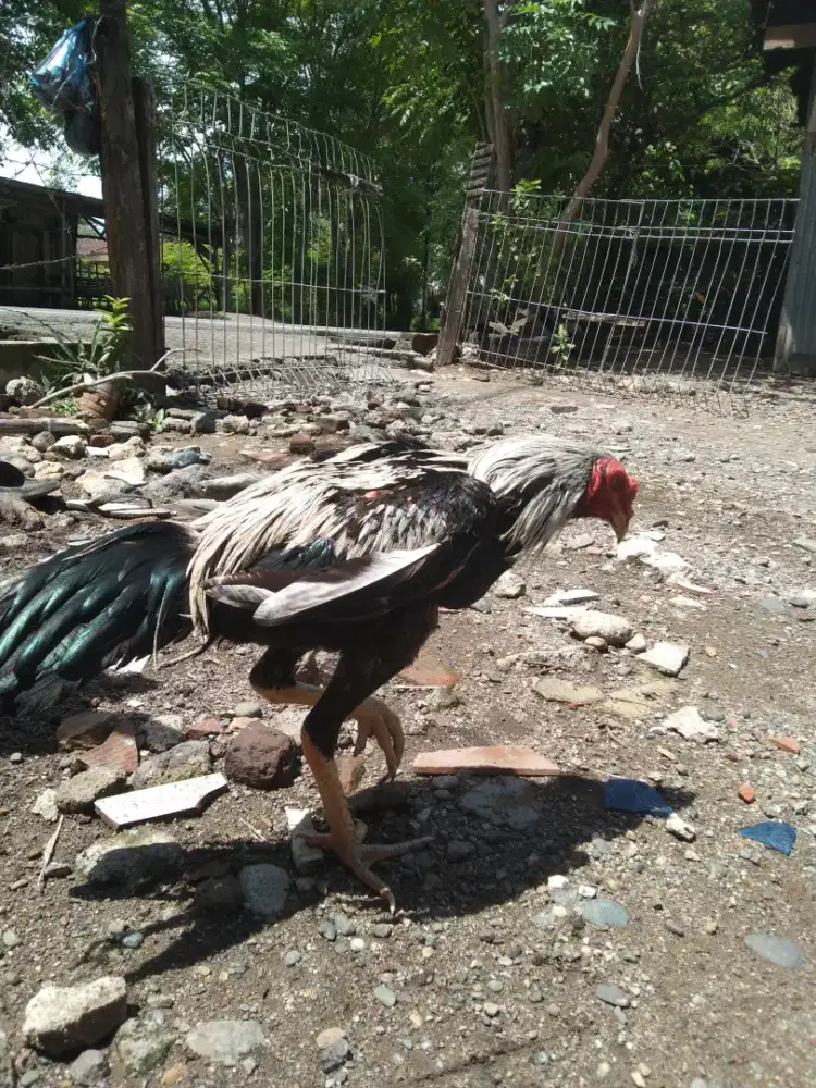 Jual ayam pamangon