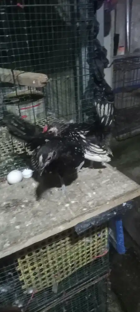 Ayam batik mix sepasang