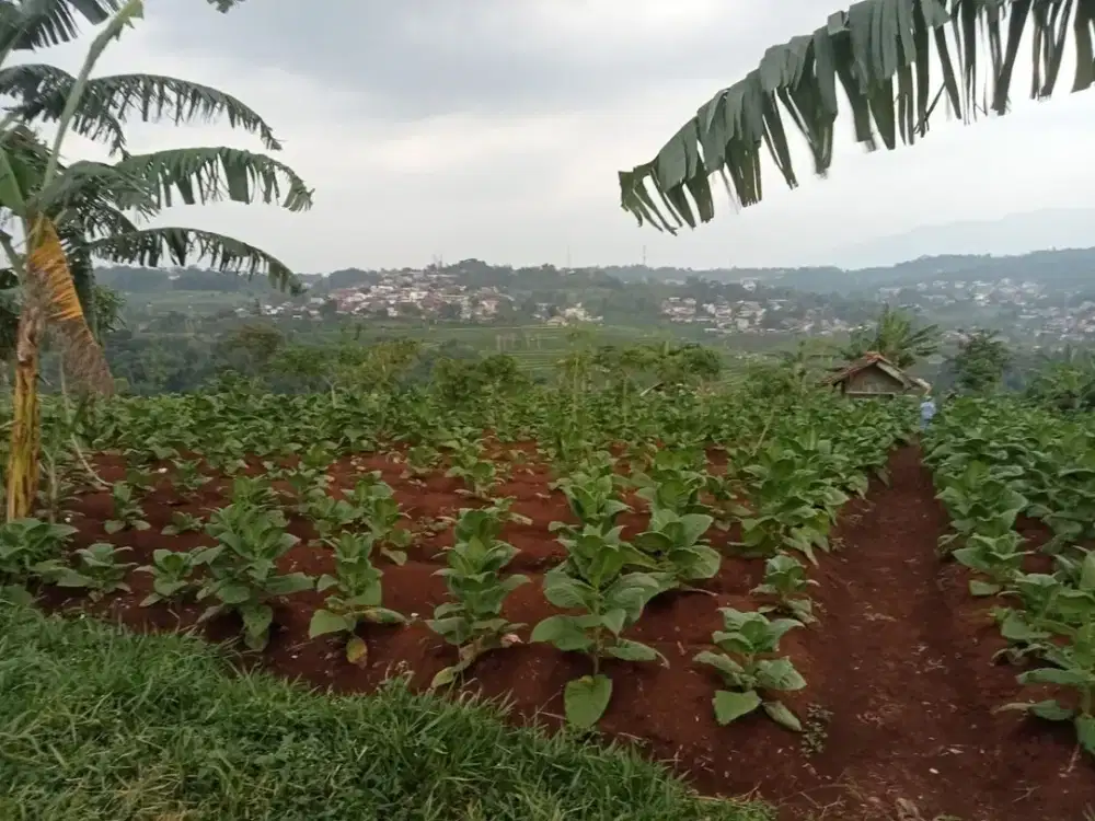 DIJUAL TANAH PURI CENDEKIA JATINANGOR SUMEDANG KONTUR PADAT