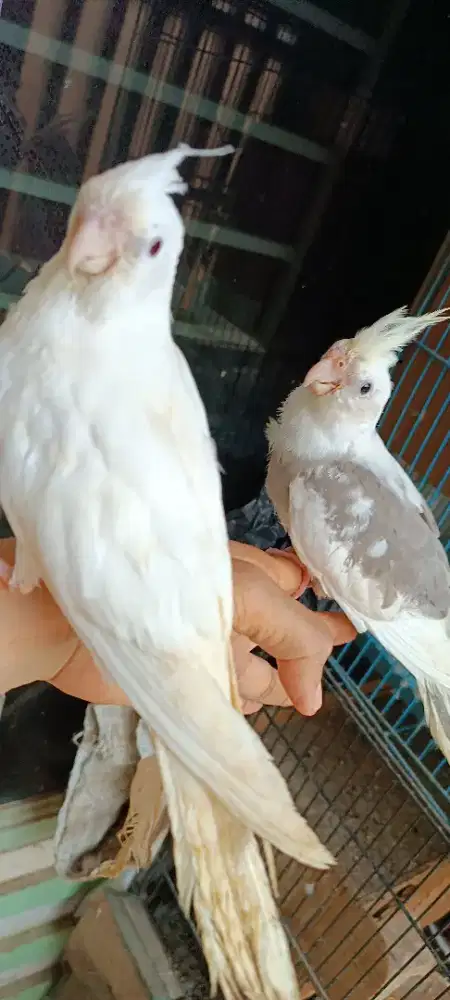 Sepasang Falk remaja Albino MM x CF split ino