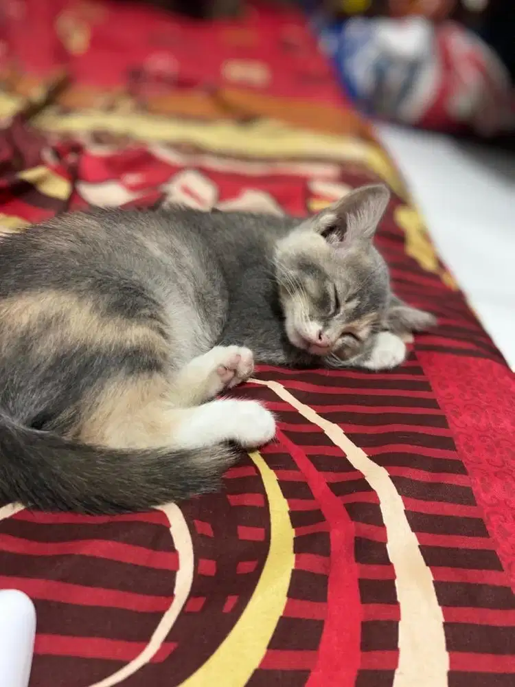 Kitten persia mix