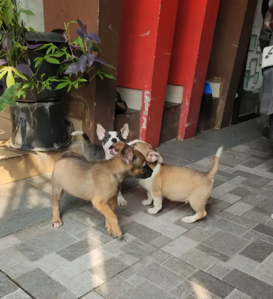 Anjing mix bred 3. Bulan