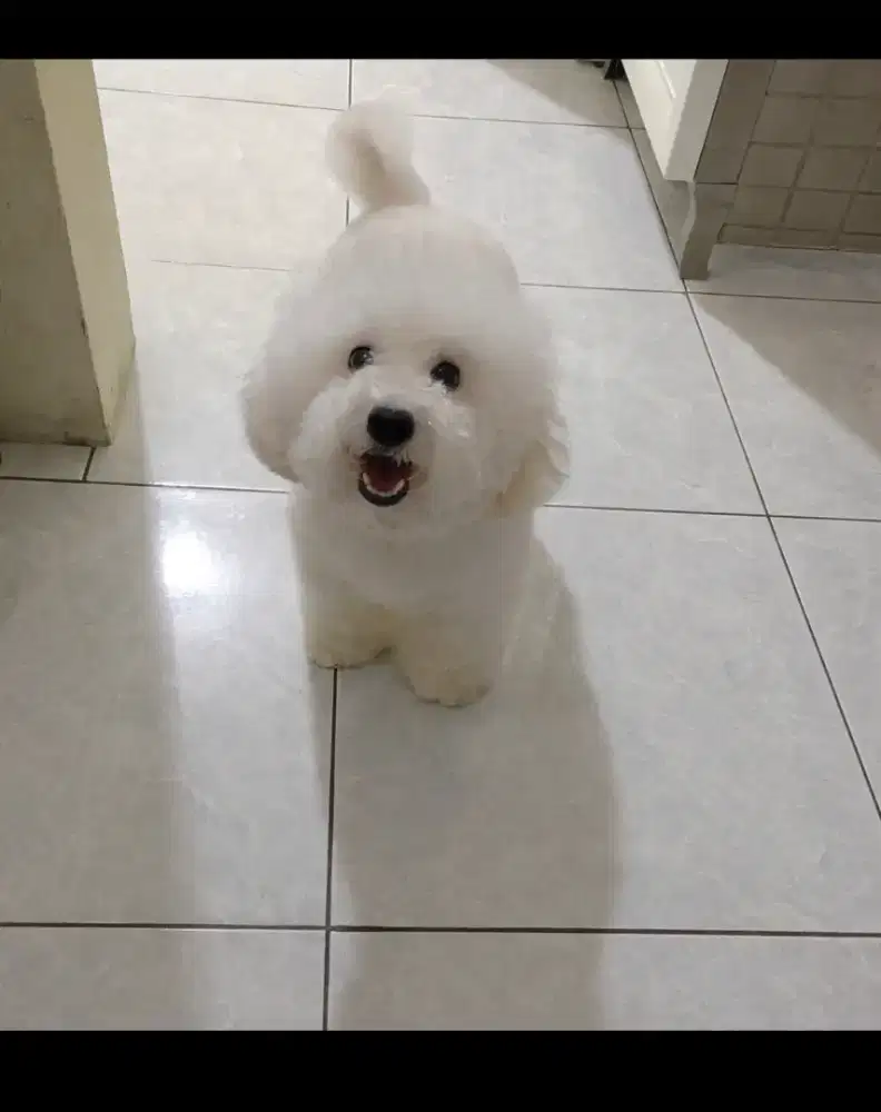 White Poodle Female
