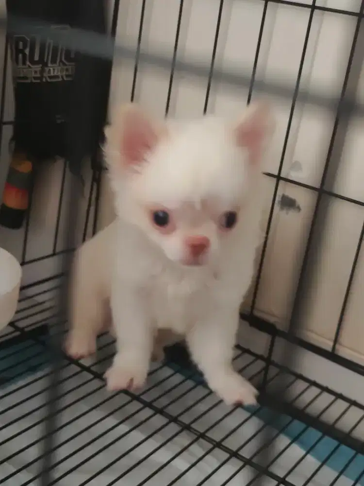 Chihuahua long hair pesek