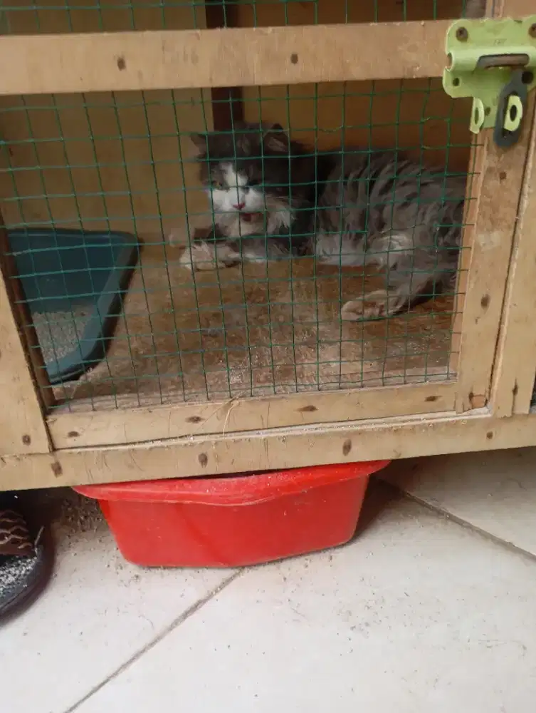 Kucing Persia platnose long hair