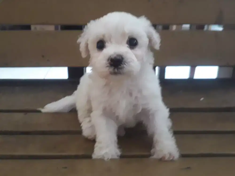 Bichon frise stambum vaksin