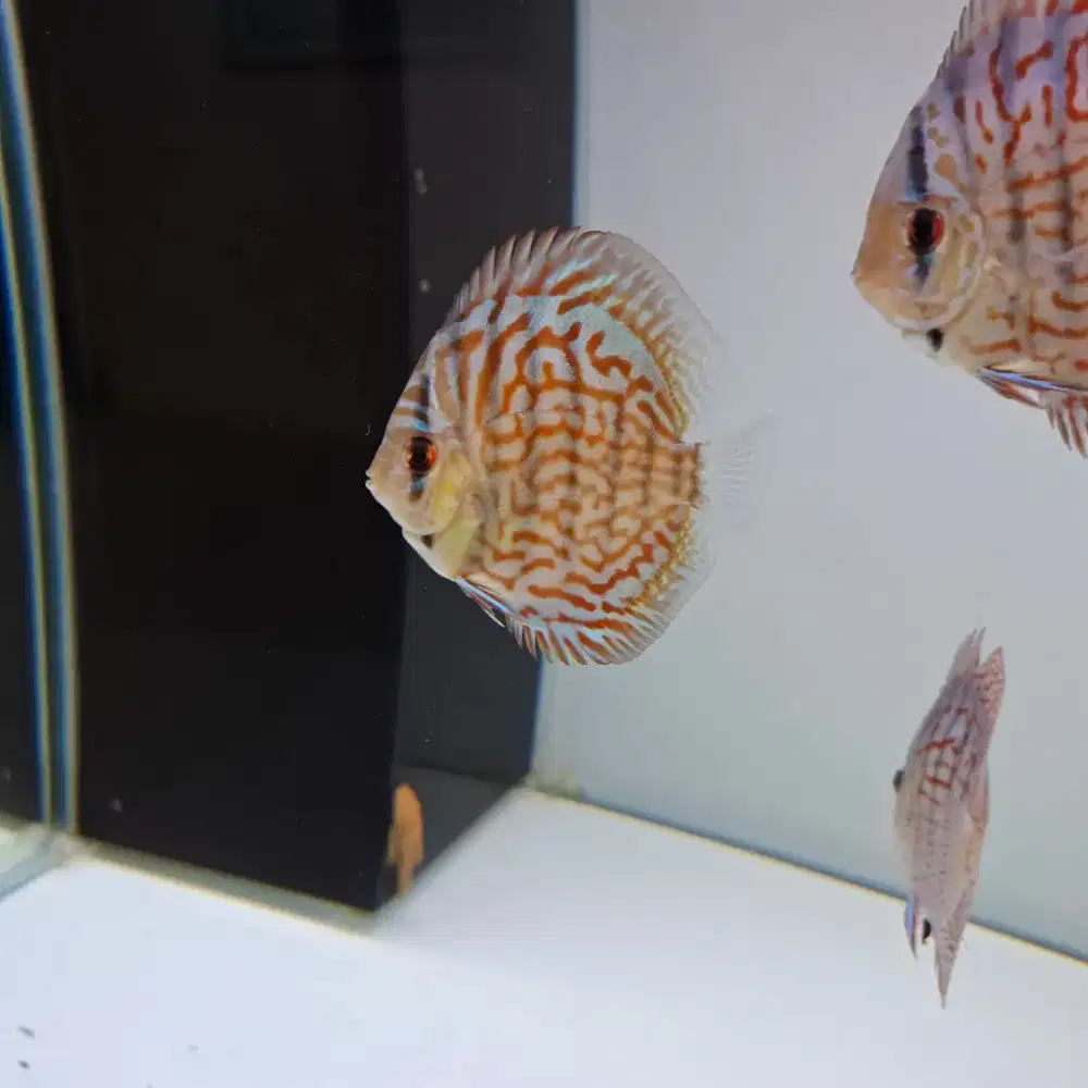 Ikan hias discus tiger mozaic 2,5 inch