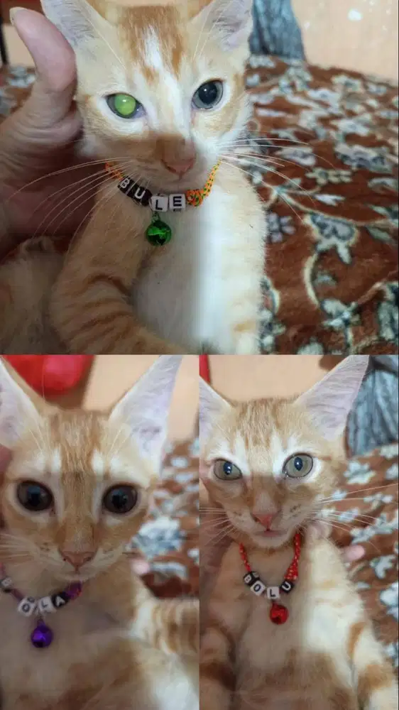 lepas adopsi anak kucing (gratis)