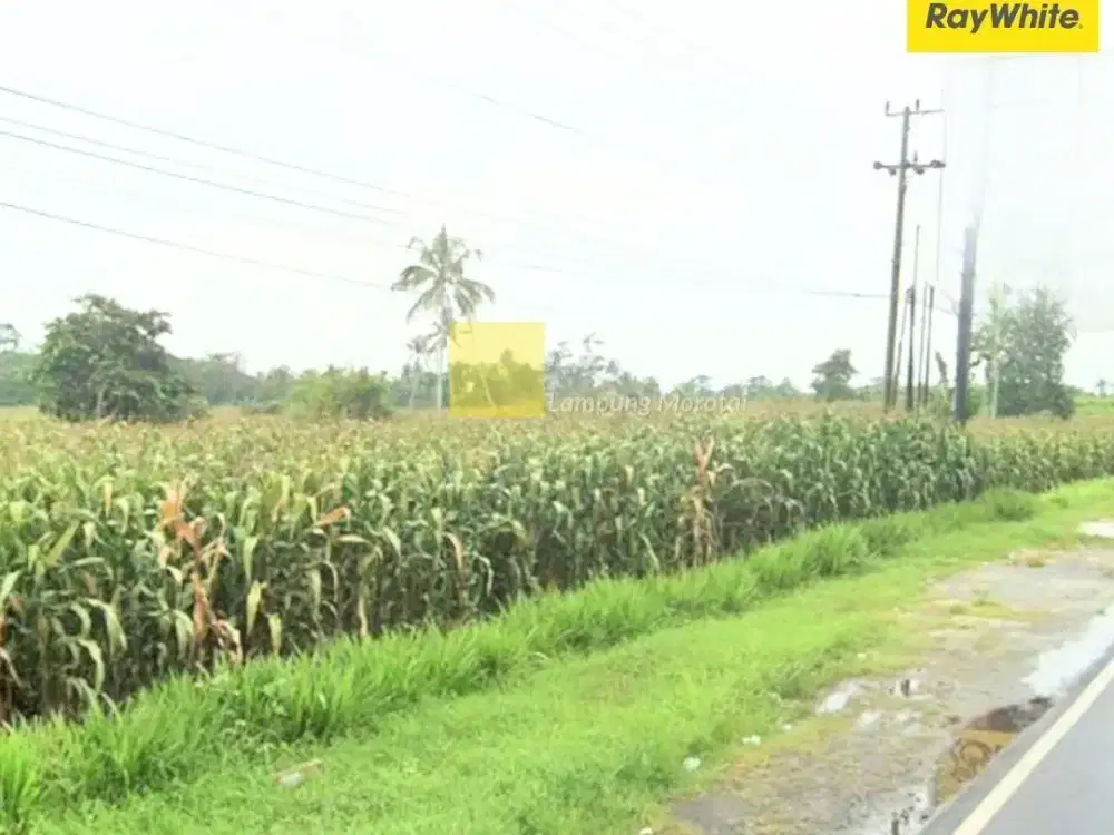 DIjual Tanah di Kalianda, lampung Selatan (kode : MEL-ALF 3595)