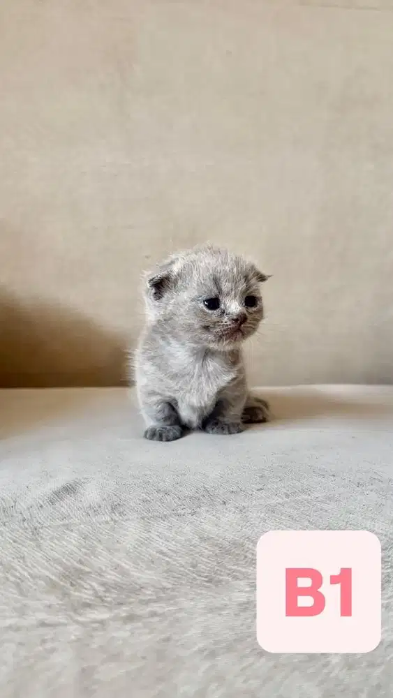 BSH British Shorthair Munchkin