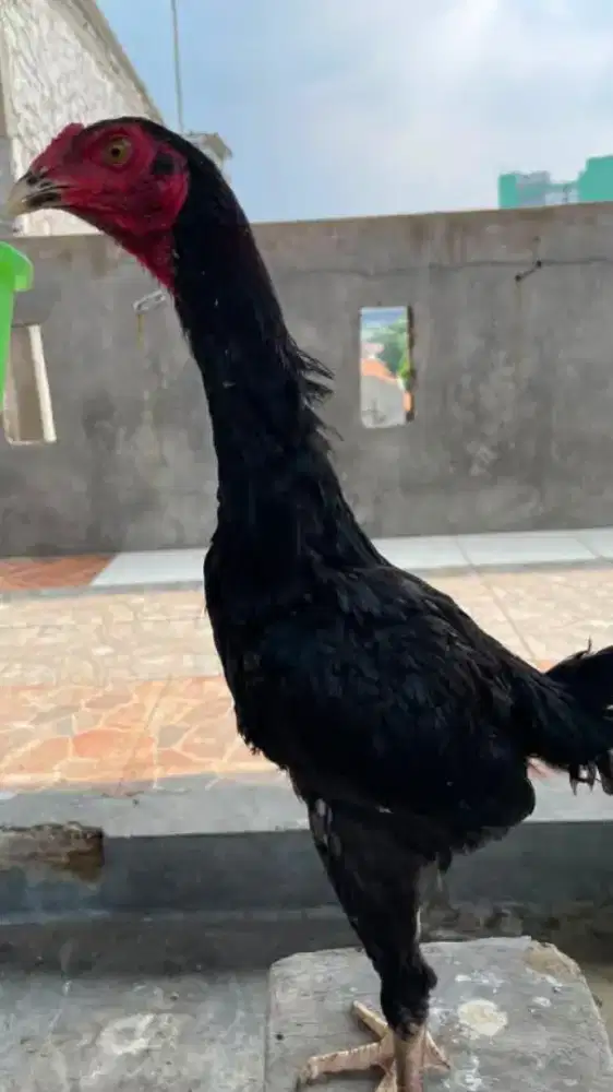 Janggaran ayam bangkok