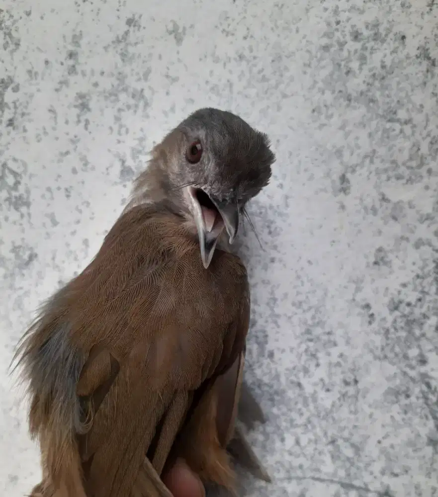burung masteran
