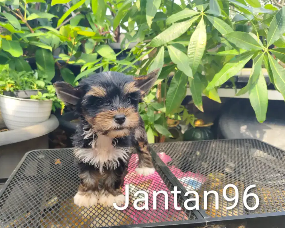 Yorkshire betina dan jantan