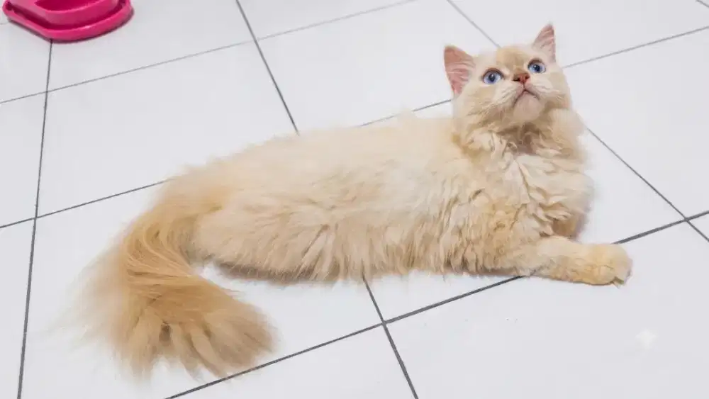 Kucing Ragdoll Betina