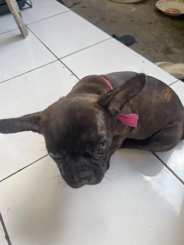 French Bulldog Available 2 Female 1 male