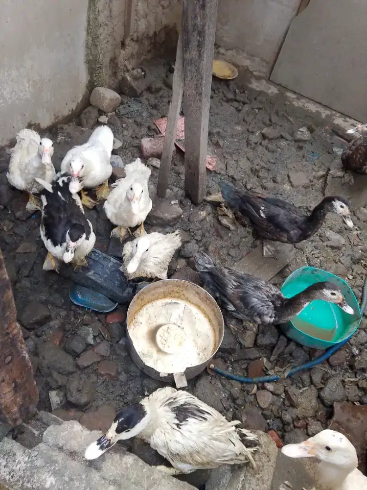 Dijual mentok borong 10 ekor,,500rb nego