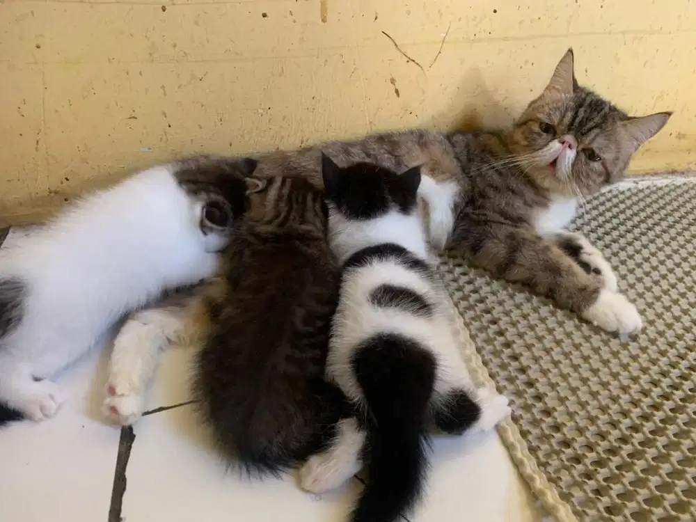 Lepas Induk+anak