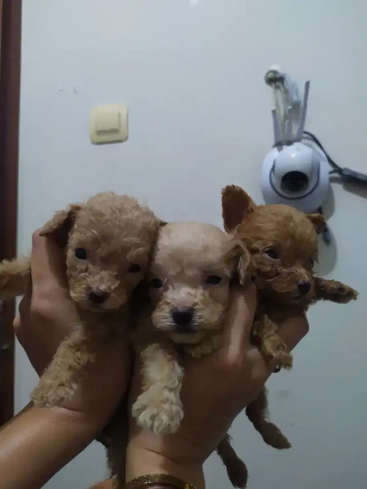 Poodle aprikot jantan