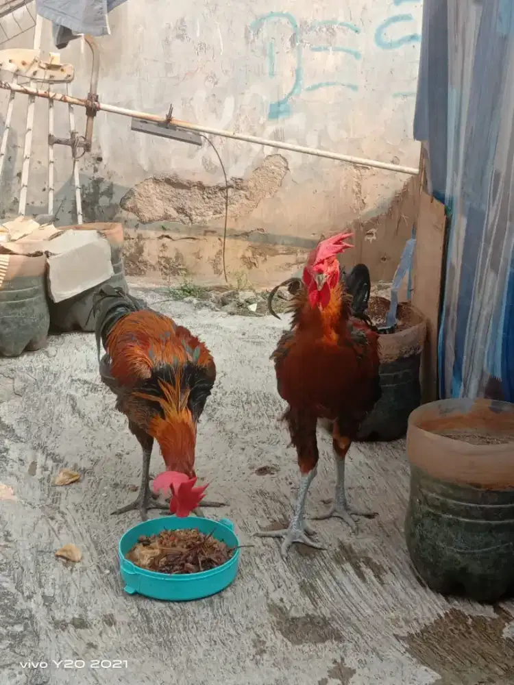AYAM PELUNG JANTAN ASLI CIANJUR