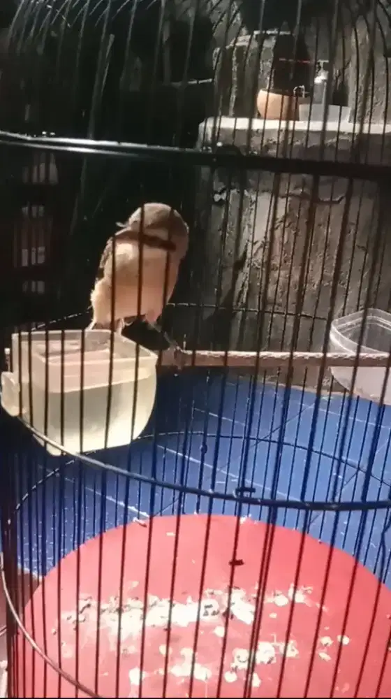 Burung anakan pentet sudah mandirian fullset  plus krodong