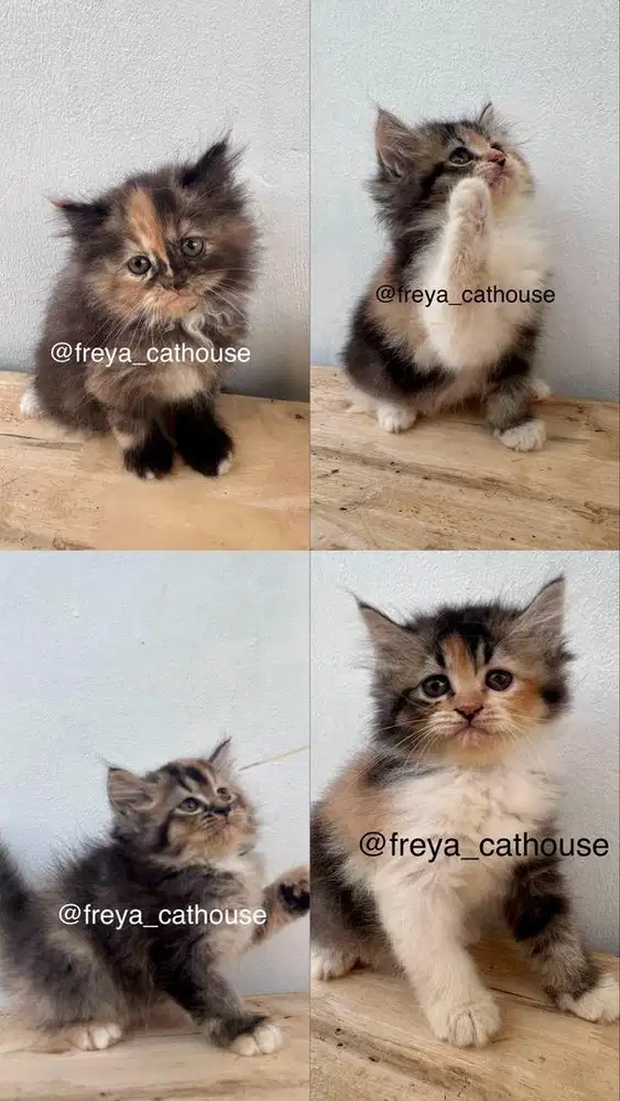 Kitten persia calico