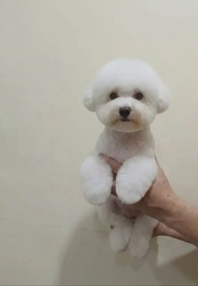 Tiny Korean Bichon Frise Betina