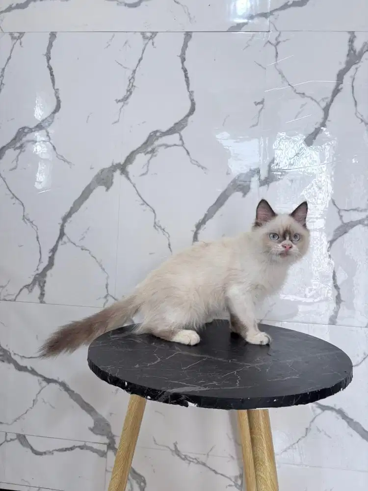 Kucing ragdoll jantan