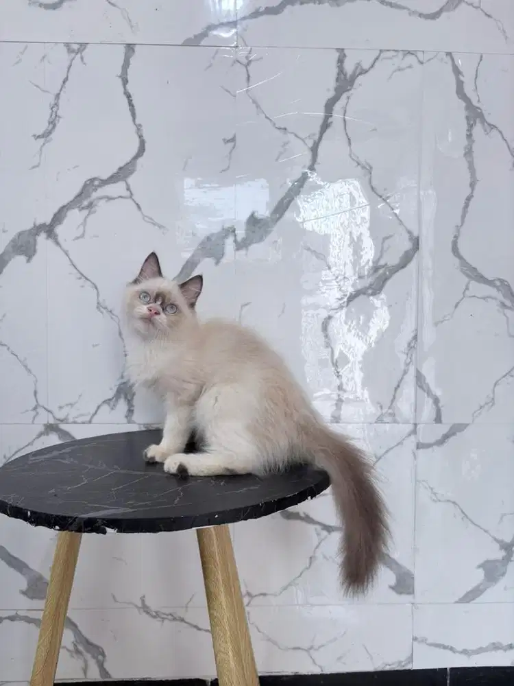 Kucing ragdoll jantan