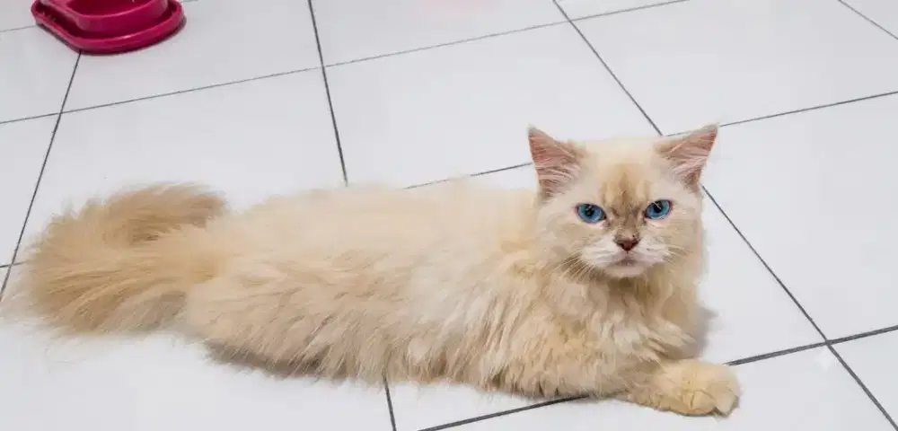 Ragdoll mix himalaya