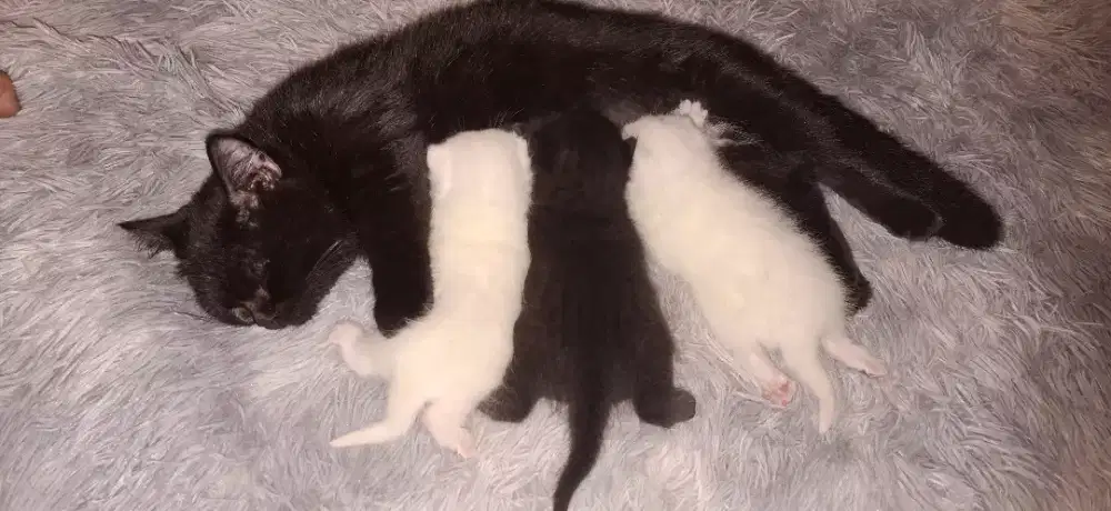 Po BSH X Munchkin warna hitam dan putih