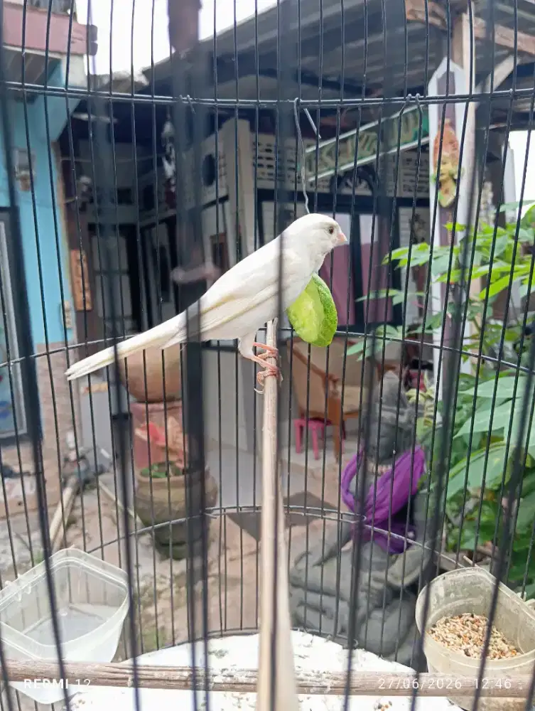 Kenari jantan gacor