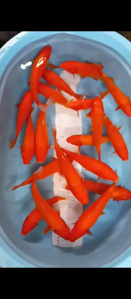 Koi Benigoi & Akahajiro
