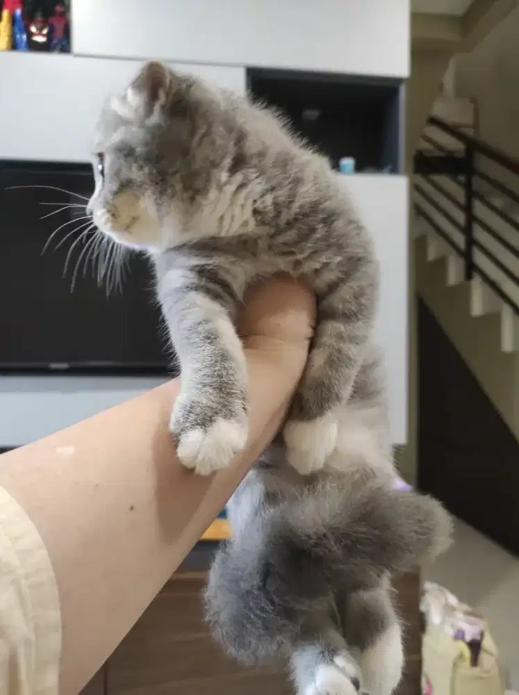 LEPAS ADOPT BSH