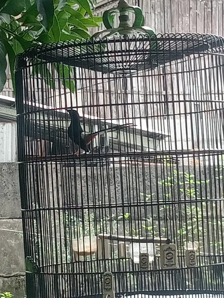 Murai batu  lumayan gacor