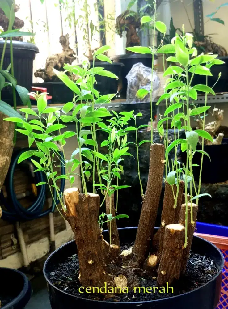 Bonsai cendana putih