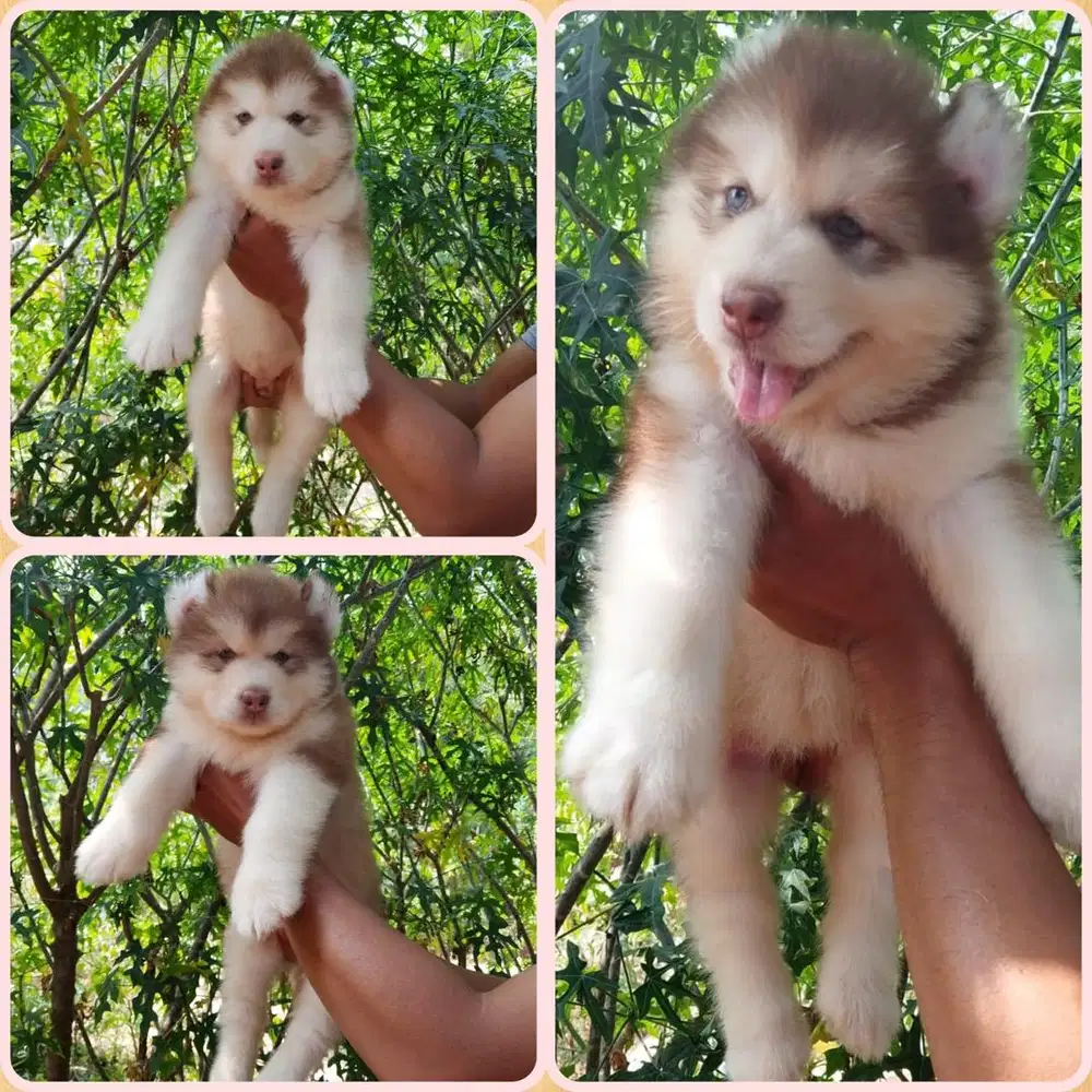 Baby Alaskan Malamute Gemoy