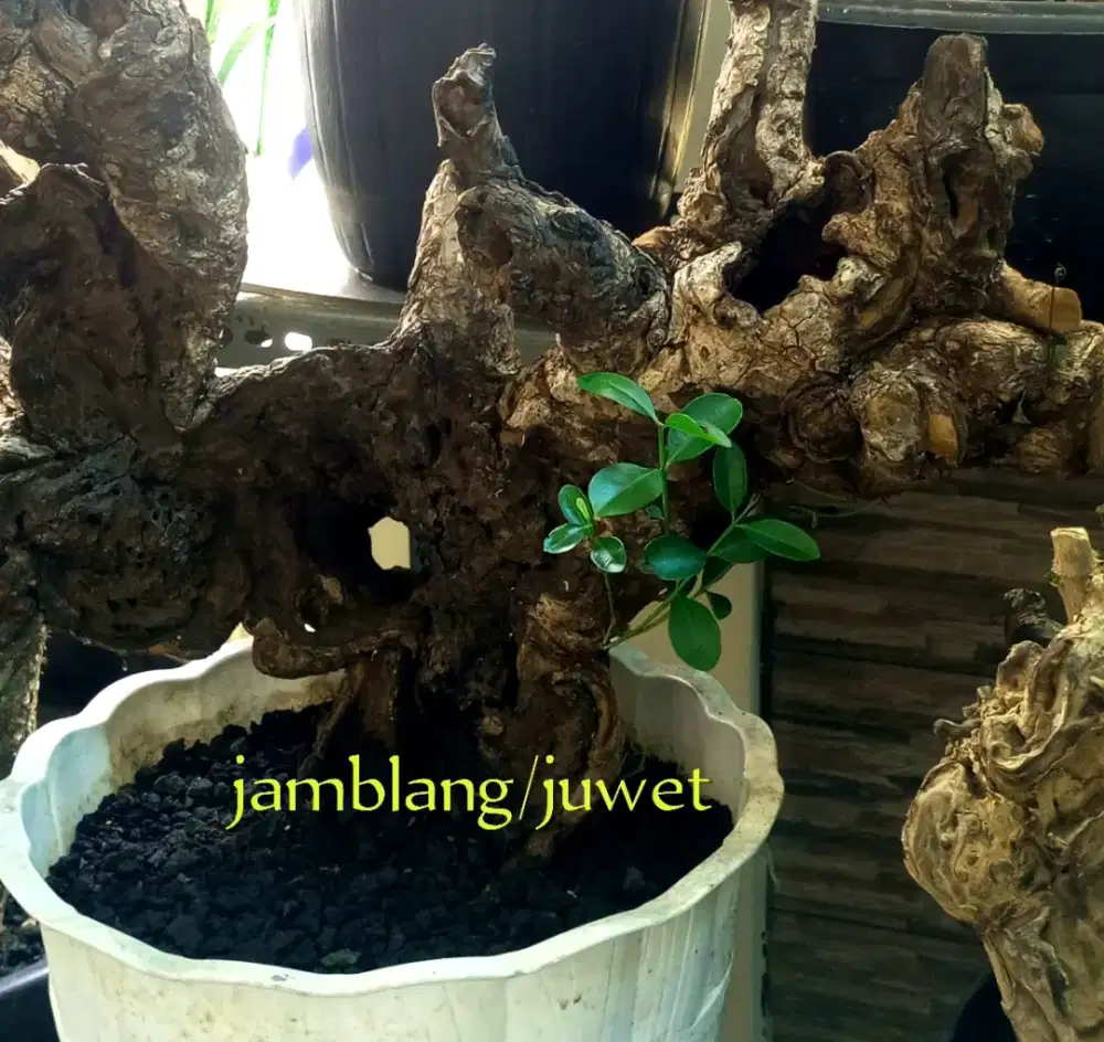 Bonsai jamblang/ juwet fosilan