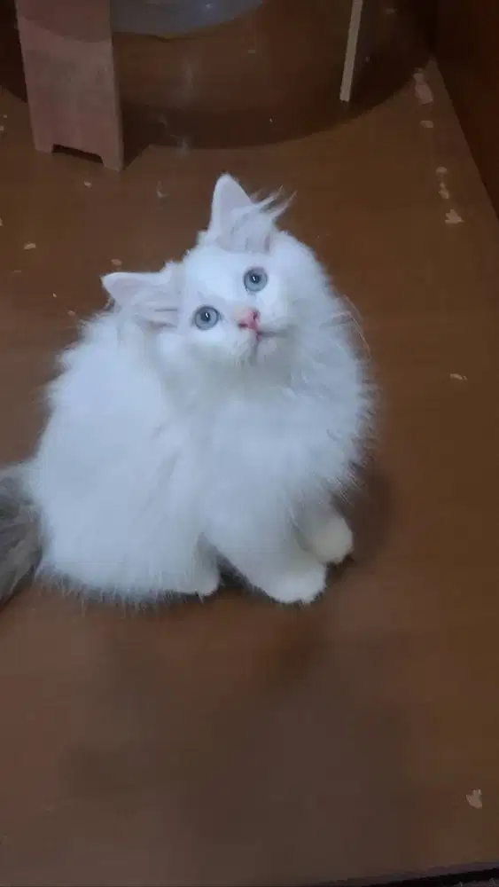 Ragdoll van bicolour