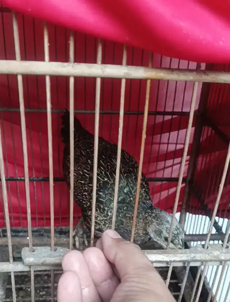 Ayam Hutan Hijau Menoreh Jantan