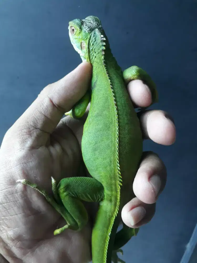 Iguana hijau baby up