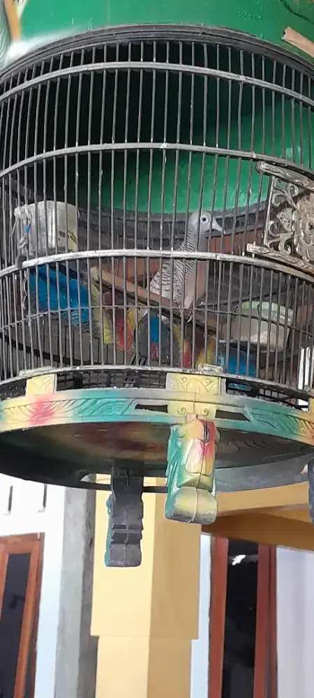 Burung perkutut bangkok jantan