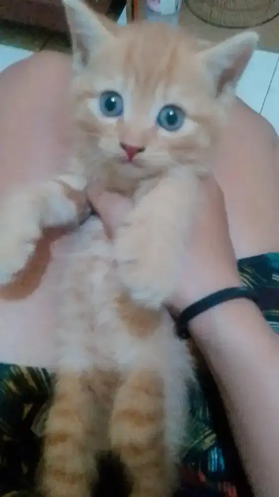 Kucing anakan anggora