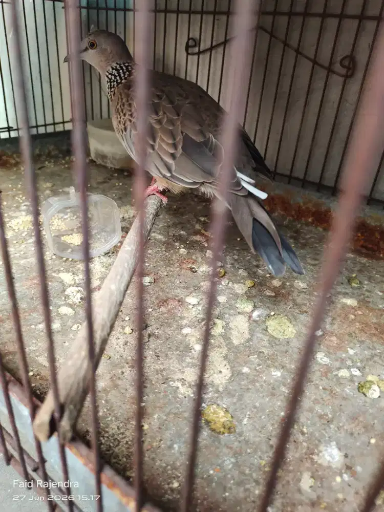 Burung dekukur dokor