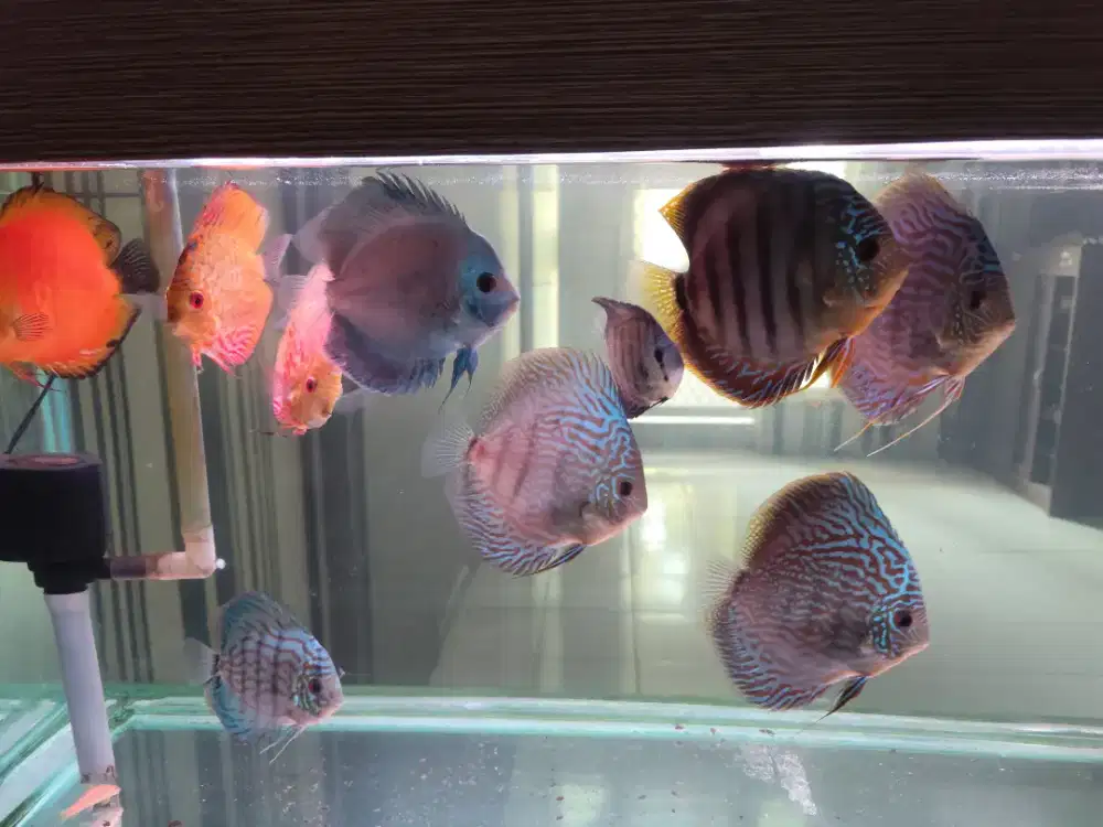 Jual ikan discus