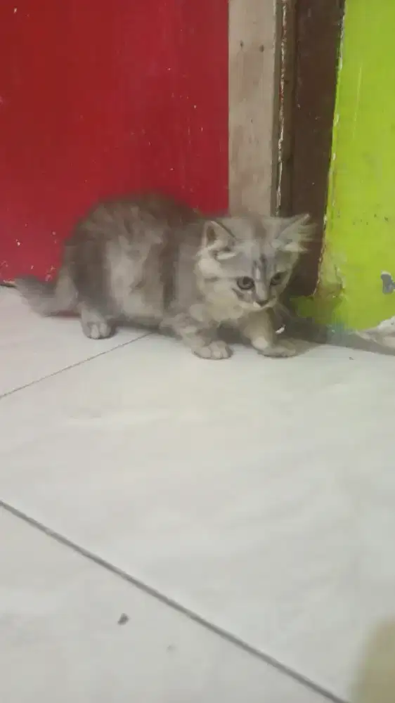 Kucing Persia tabby