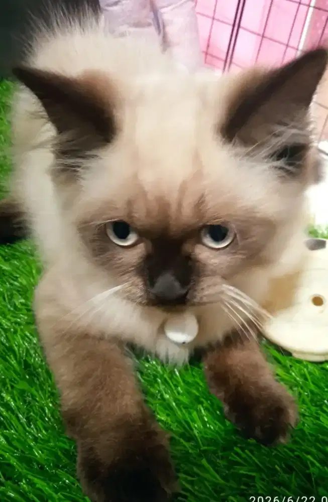 Kitten Himalaya